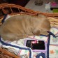 como mi blackberry